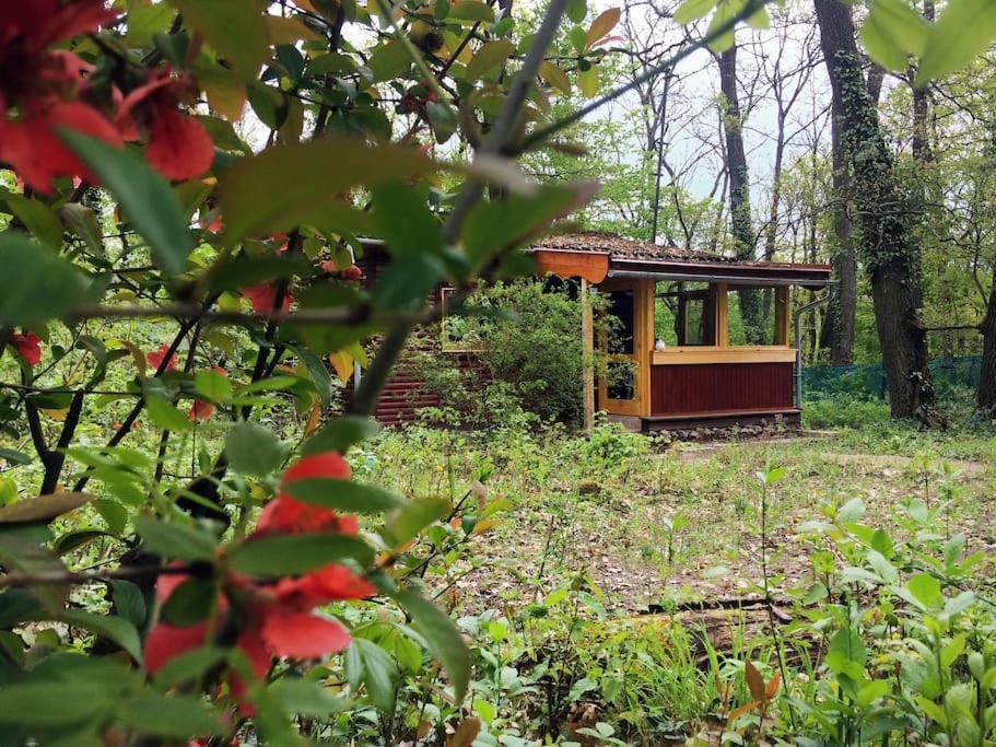 Cinke Cottage, Nest In Nature Verőcemaros Exteriér fotografie